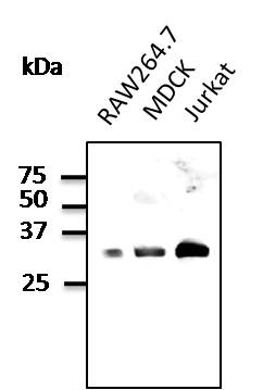 RAB9B Antibody - C-terminal region (OASF00056) in Raw264.7, MDCK, Jurkat using Western Blot