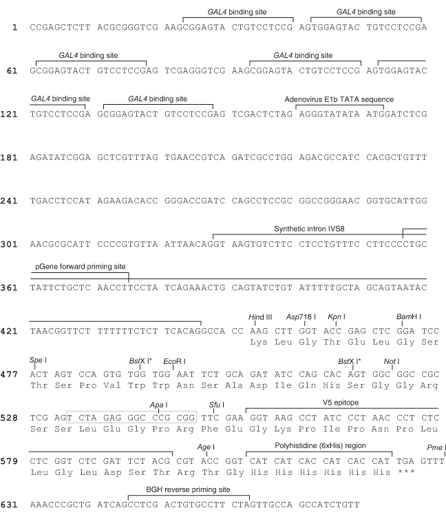 pGene v5-His B产品信息