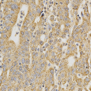 DNMT3A Antibody (OAAN00702) in Human Stomach using Immunohistochemistry