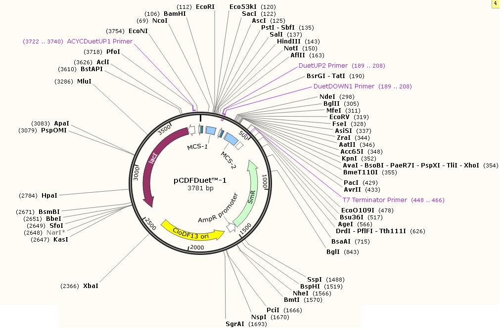 pCDFDuet-1产品信息