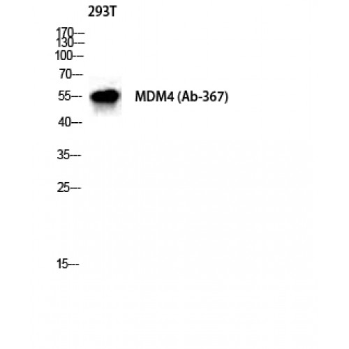 MDM4 Antibody (OASG04435) in 293T using Western Blot