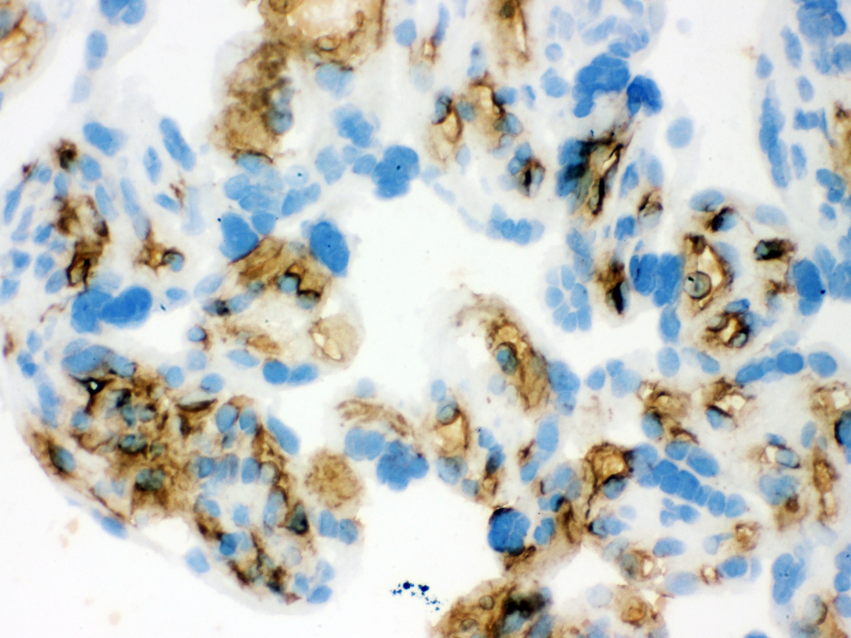 BAND 3 Antibody (OABB01920) in Human Placenta Tissue using Immunohistochemistry
