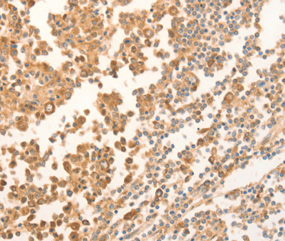 NAP1L1 Antibody (OAAN00957) in Human Tonsil using Immunohistochemistry