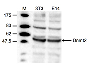CCDC101 Antibody (OADC00034) in Mouse fibroblasts (NIH3T3) and embryonic stem cells (E14Tg2a) using Western Blot