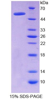 FXR1 Recombinant Protein (OPCD03354) using SDS-PAGE