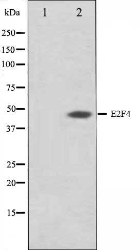 E2F4 Antibody (OAAJ01750) in COS7 cell lysate using Western Blot