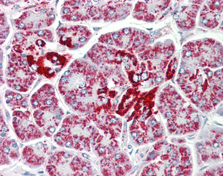 ECI1 Antibody (OALA09432) in Human Pancreas using Flow Cytometry