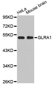GLRA1 Antibody (OAAN00998) in HeLa Cells using Western Blot