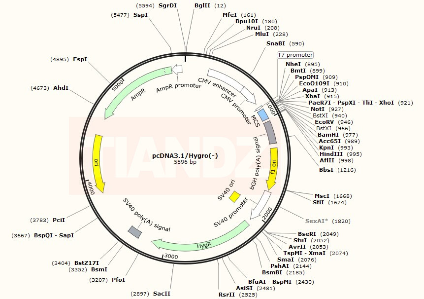 pcDNA3.1/Hygro(-)(pcDNA3.1Hygr