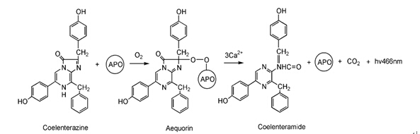 TCEP·HCl现货供应