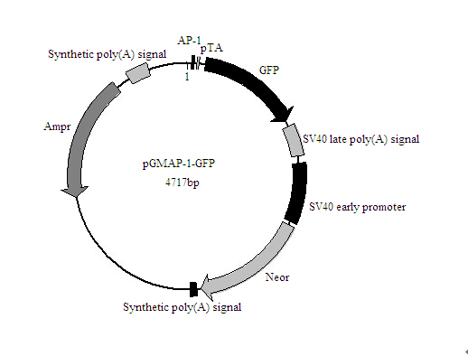 北京现货AP-1-GFP报告基因质粒厂家