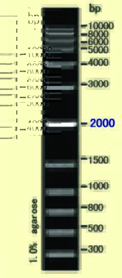 DNA ladder(300-10000bp)