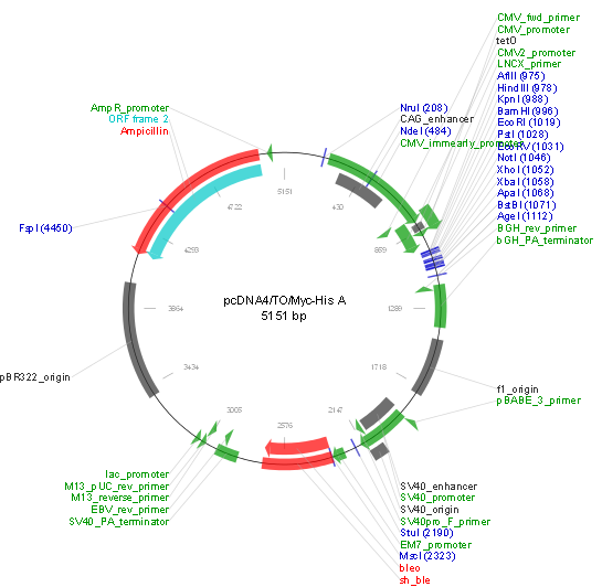 pcDNA4/TO/Myc-His A产品信息