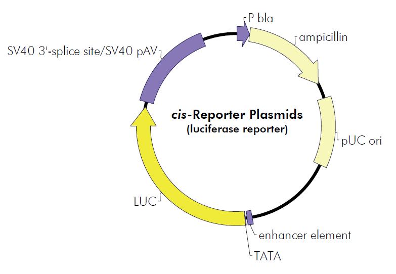 pCRE-Luc产品信息