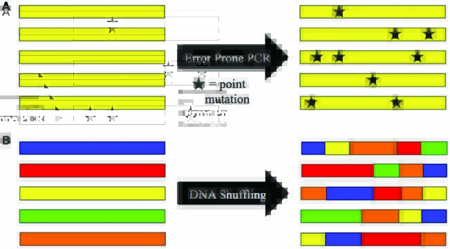 者引入的是点突变，后者引入的是重组突变。示意图如下