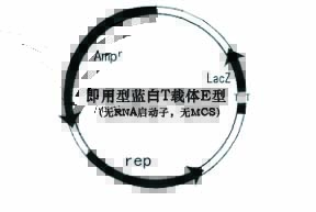 即用型蓝白T载体E型(无RNA启动子，无MCS)质粒图谱