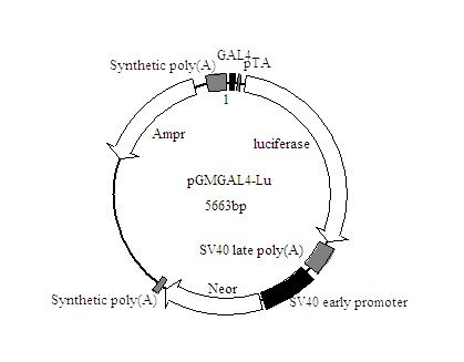 北京现货GAL4-Luc荧光素酶报告基因质粒打折促销