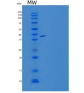 小鼠ALK-6 / BMPR1B重组蛋白Fc Tag