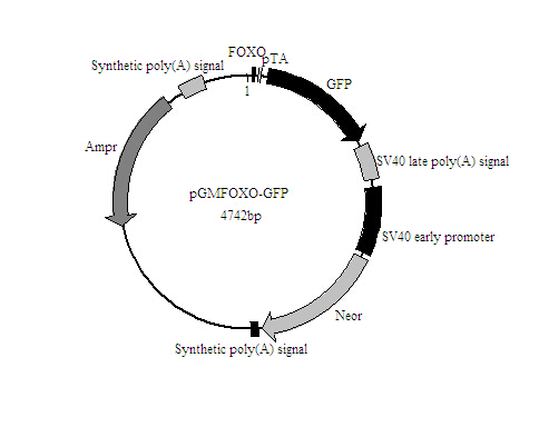 北京现货HRP标记小鼠抗GFP-tag单克隆抗体怎么卖