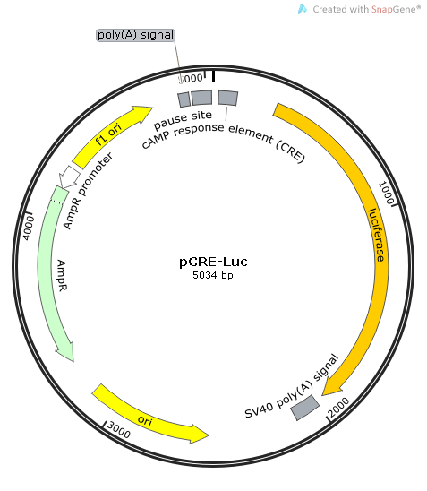 pCRE-Luc 质粒图谱
