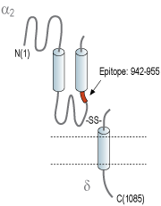 Anti-CaVα2δ3 (extracellular)