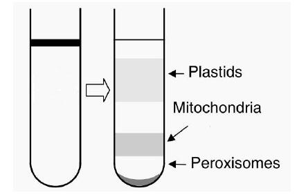 最上层为黄色或橙色的质体带(如果材料是绿色植物，此带将是绿色)，其下的白色不透明的带即为线粒体，管底沉淀为过氧化物酶体