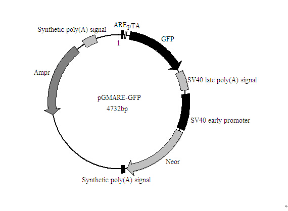 北京ARE-GFP报告基因质粒品牌