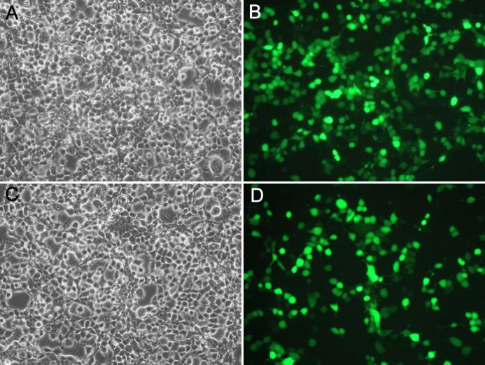 p53抑制剂(Pifithrin-α)促销