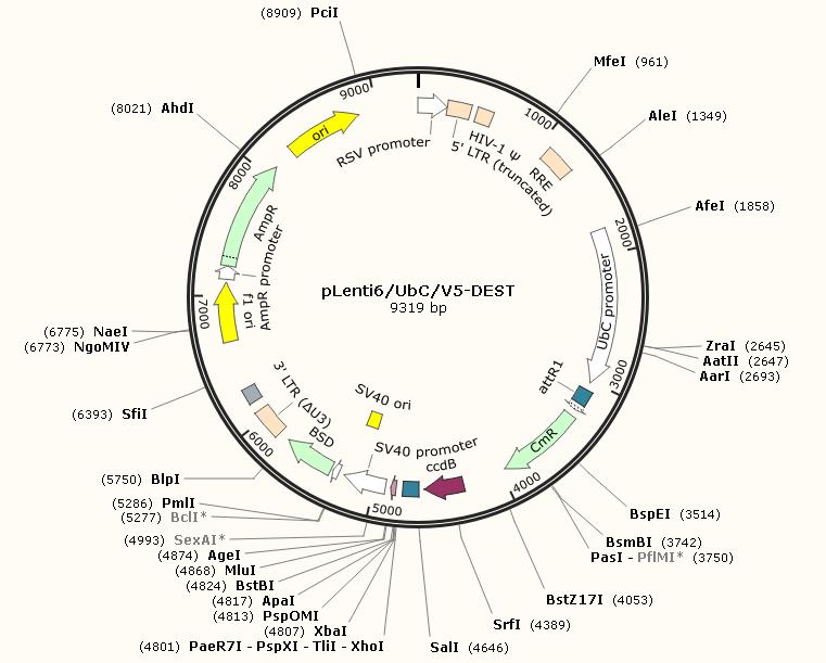 pLenti6-UbC-V5-DEST产品信息