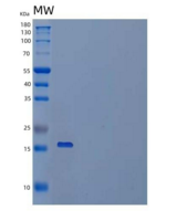 小鼠IAP/OA3/CD47重组蛋白C-6His