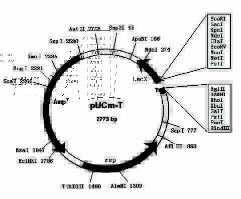 pUCm-T载体质粒图谱