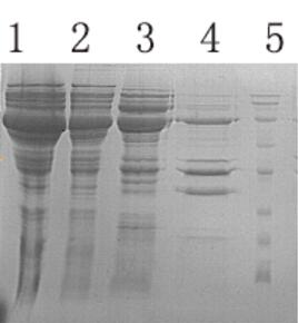 BL21(DE3)感受态细胞(pG-KJE8分子伴侣)