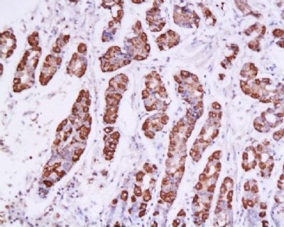 SOX2胚胎干细胞关键蛋白抗体