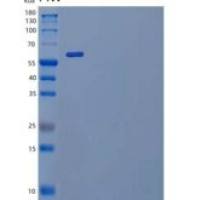 小鼠白介素-1受体样1/白介素-1rl 1/白介素-1 R4重组蛋白C-Fc