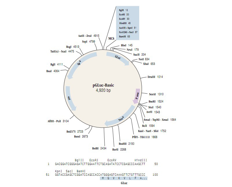 pGluc-Basic产品信息