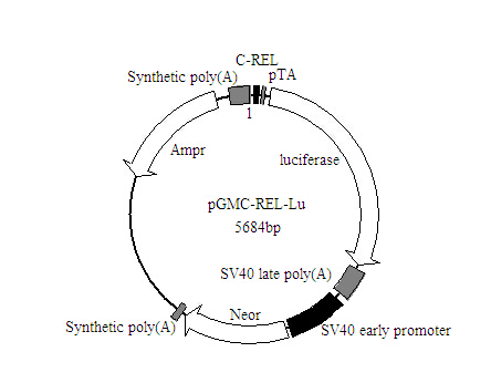 北京琼脂糖(片剂, 0.5g/片)报价