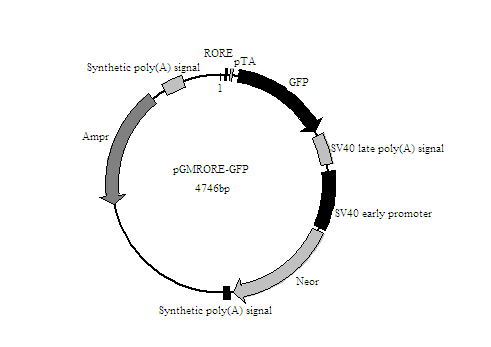 SY0227型RORE-GFP报告基因质粒特价促销