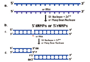 绿豆核酸酶作用原理图