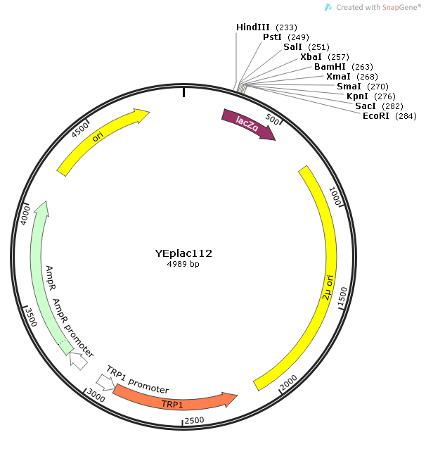 YEplac112质粒图谱