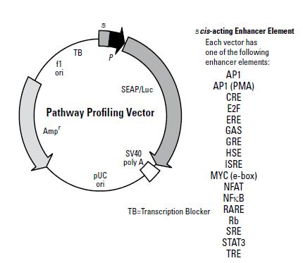 pNF-κB-Luc产品信息