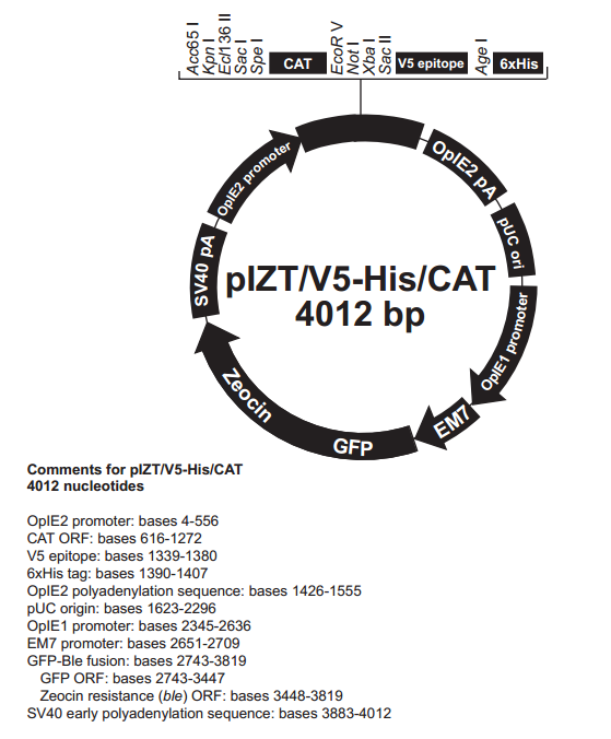 pIZT/V5-His/CAT载体