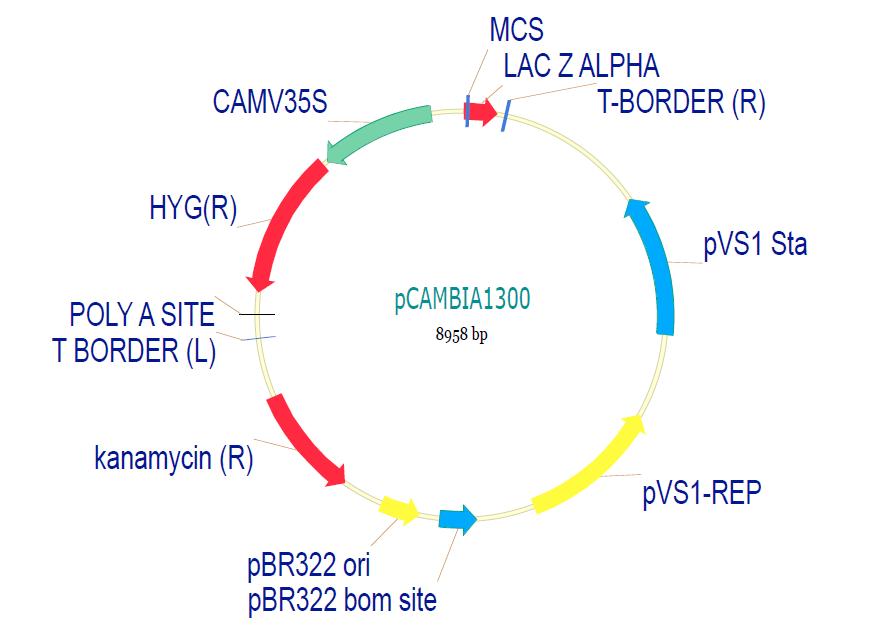 pCAMBIA1300产品信息