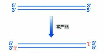 加T试剂盒流程图