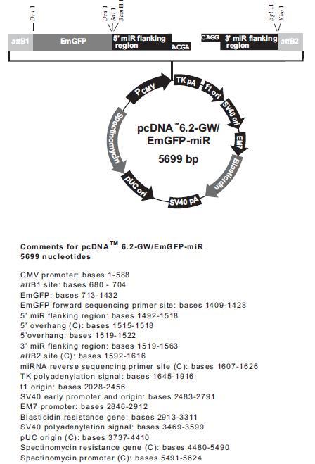 pcDNA 6.2-GW EmGFP-miR产品信息