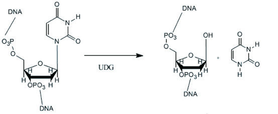 该酶从含尿嘧啶的DNA上催化释放尿嘧啶,能有效地水解双链和单链DNA上的尿嘧啶反应示意图