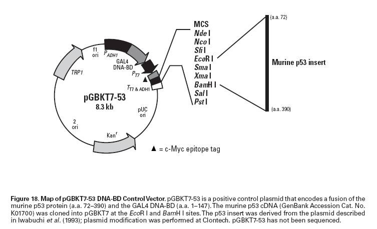 pGBKT7-53产品信息