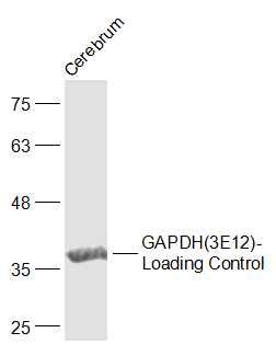 GAPDH-Loading Control3-磷酸甘油醛脱氢