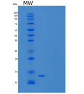 人速激肽-3/TAC3重组蛋白N-6His