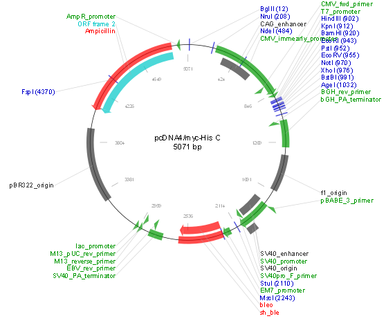 pcDNA4/TO/Myc-His C产品信息