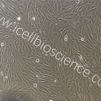 人支气管平滑肌细胞永生化/免疫荧光鉴定/镜像绮点(Cellverse)